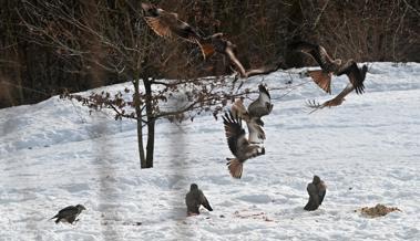 «Manchmal kommen um die 50 Vögel»