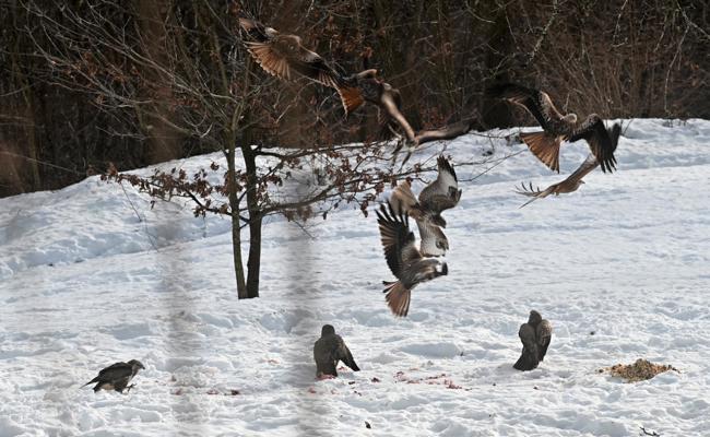 «Manchmal kommen um die 50 Vögel»