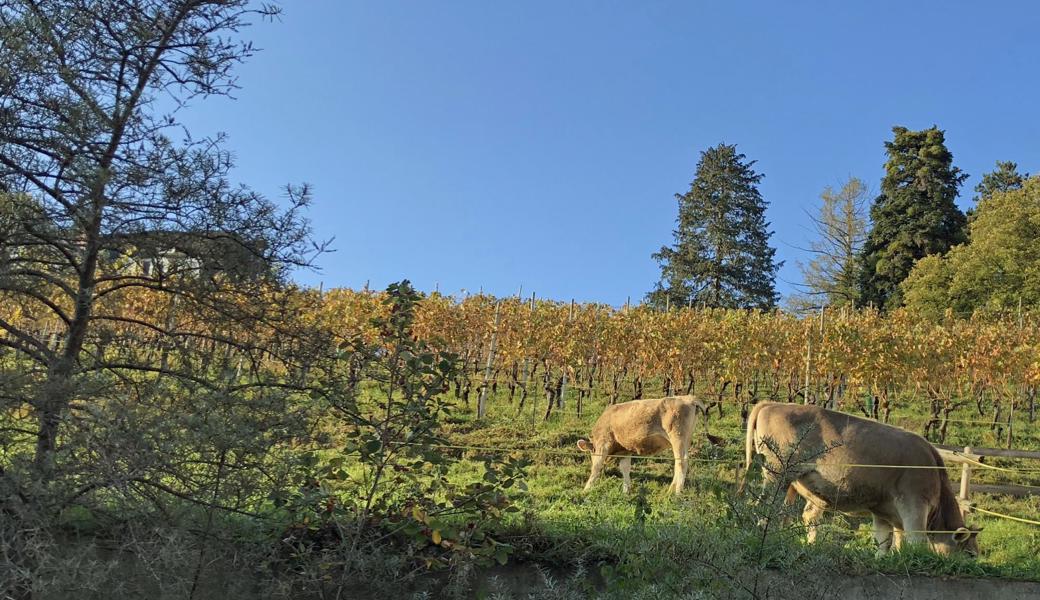 Grasende Kühe in der Abensonne liessen Andrea Plüss zur Fotokamera greifen. 
