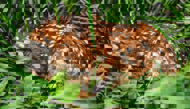 Erstes Symposium zu diesem Thema zeigt: Rehkitzretter bleiben gefordert