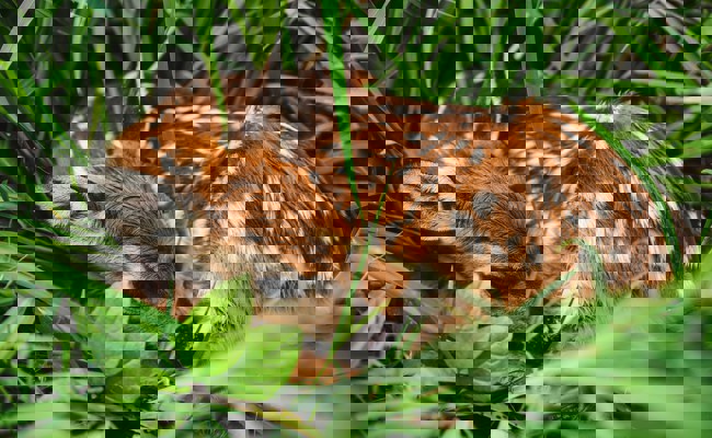 Erstes Symposium zu diesem Thema zeigt: Rehkitzretter bleiben gefordert