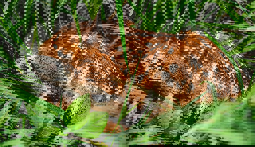 Erstes Symposium zu diesem Thema zeigt: Rehkitzretter bleiben gefordert