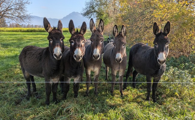 Eine vermutlich social-media-erfahrene Fünfergruppe nimmt sich Zeit für den Fotografen