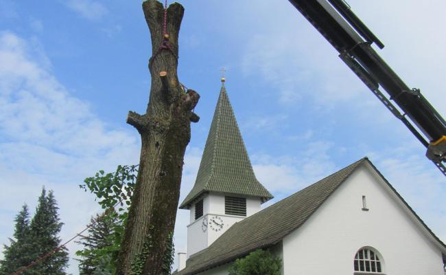 Linde bei der Eichenwieser Kirche gefällt