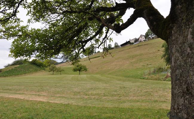 Waldbrandrisiko auf höchster Stufe