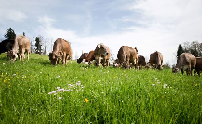 Bauernbetriebe, die von PFAS betroffen sind, erhalten finanzielle Hilfe