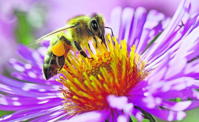 Bienen starben wegen Pestizid