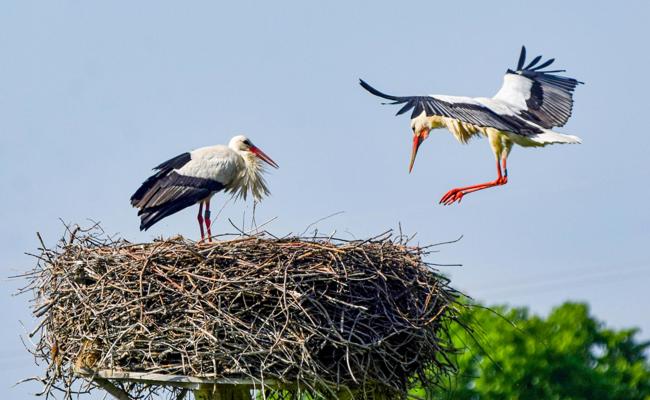 Thaler Störche fliegen nicht mehr nach Afrika