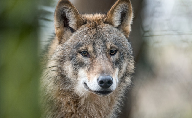 Wolf wegen «unerwünschtem Verhalten» zum Abschuss freigegeben