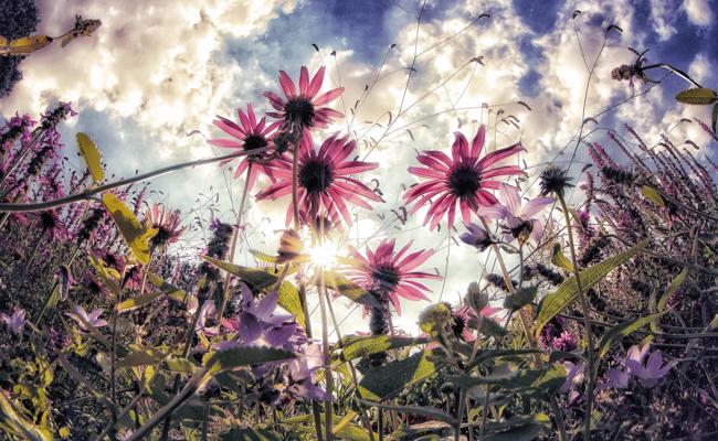 Gartentipp: Unerwartete Ereignisse