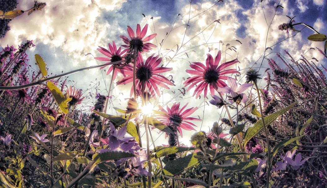 Sonnenhutblüten aus einer ungewöhnlichen Perspektive fotografiert.