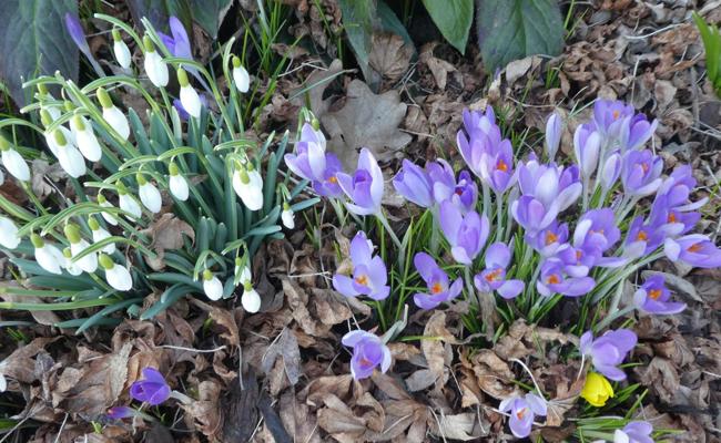 Frühling, bist du es?