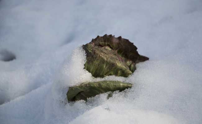 Salat aus dem Schnee ist wie in Watte gepackt und gut isoliert
