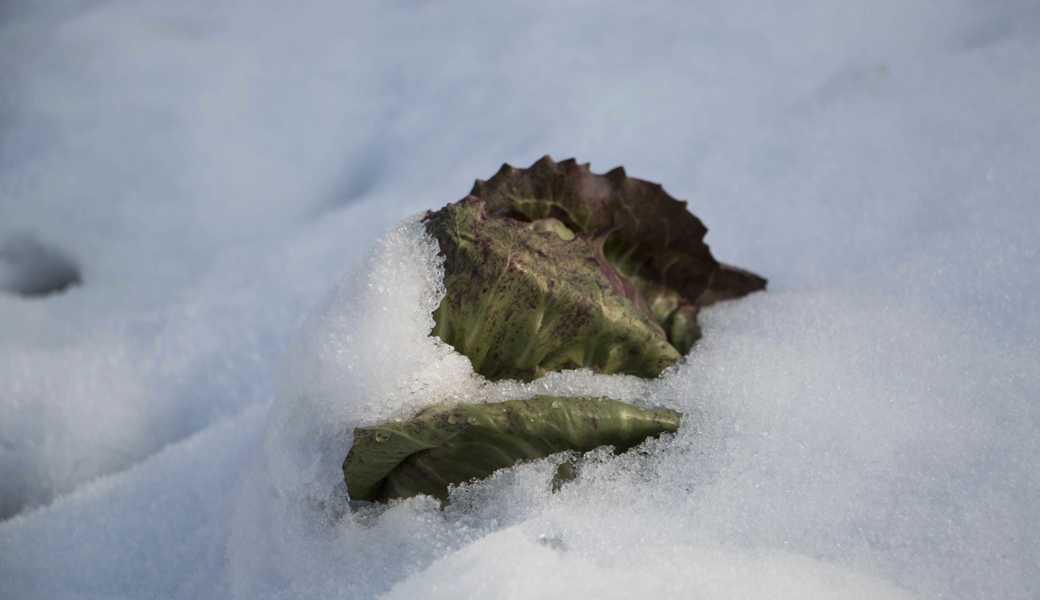 Schnee tut dem Salat nicht weh, im Gegenteil: Er isoliert.  Schnee tut dem Salat nicht weh, im Gegenteil: Er isoliert.