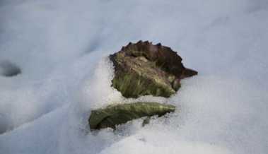 Salat aus dem Schnee ist wie in Watte gepackt und gut isoliert Salat aus dem Schnee ist wie in Watte gepackt und gut isoliert