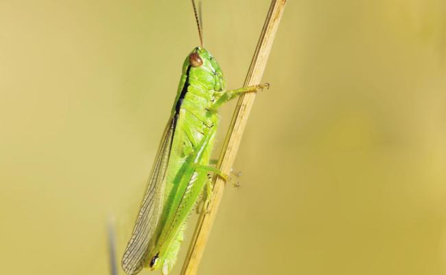 Heuschrecken leben in Blumenwiesen
