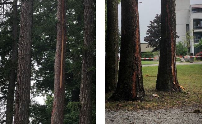 Gewitter hatte Folgen für den Kurpark: Zwei Bäume vom Blitz getroffen