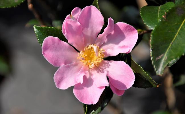 Garten: Duftende Herbstblüher