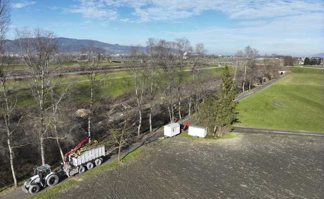 Hochwasserschutz am Rhein: Warum die Dammverstärkung drei Jahre Bauzeit erfordert