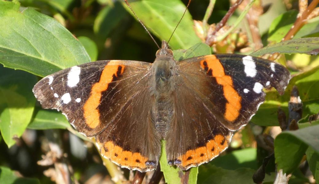 Der Schmetterling geniesst die Herbstsonne.