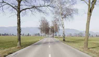 Birken sollen weg: Bäume fällen für eine neue Allee am Strassenrand