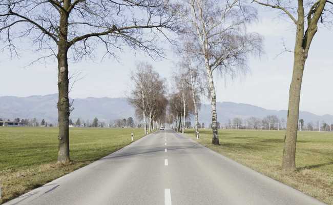 Birken sollen weg: Bäume fällen für eine neue Allee am Strassenrand