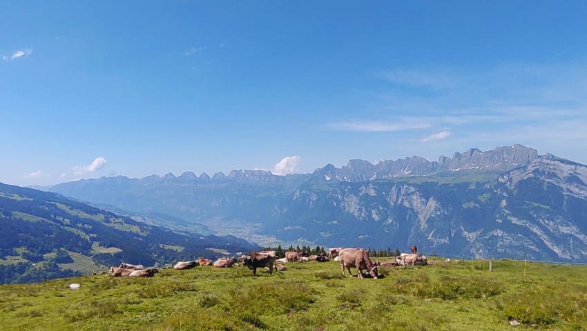 Zwischen Alpromantik und Kuhmist: Zwei Rheintaler verbringen den Sommer als Älpler Zwischen Alpromantik und Kuhmist: Zwei Rheintaler verbringen den Sommer als Älpler