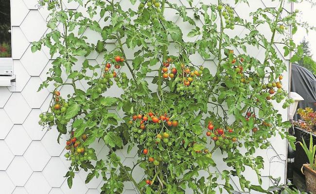 Tomaten und der Geiztrieb