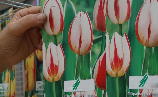 Jetzt an den Frühling denken