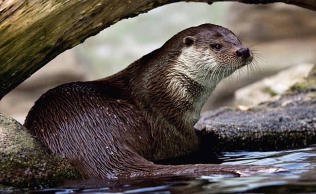 Positive Entwicklung: Der Fischotter breitet sich im Rheintal weiter aus