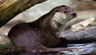 Positive Entwicklung: Der Fischotter breitet sich im Rheintal weiter aus Positive Entwicklung: Der Fischotter breitet sich im Rheintal weiter aus