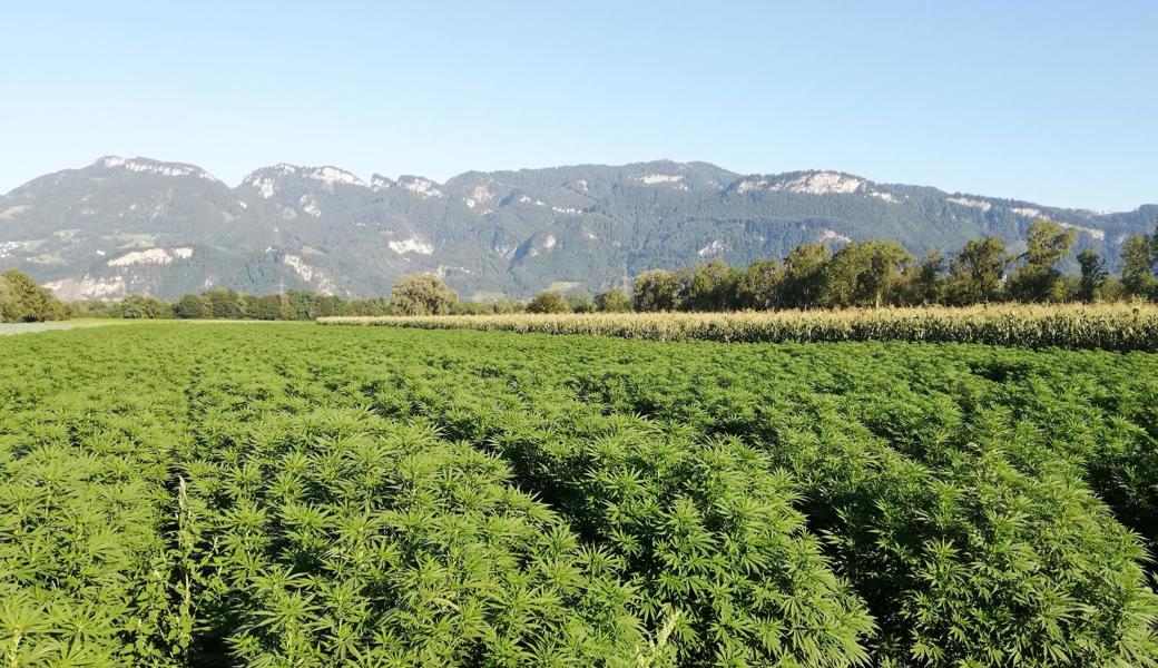 Über dem Hanffeld verbreitet sich eine unsichtbare Wolke mit dem würzigen Geruch der Pflanzen.