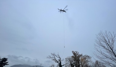 Hier fliegt eine über hundert Jahre alte Eiche durch die Luft