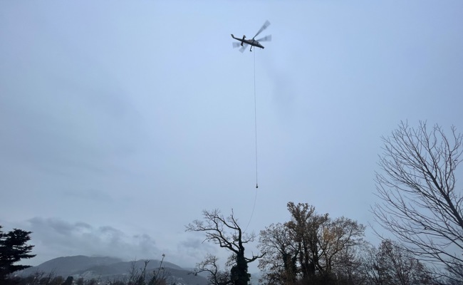 Hier fliegt eine über hundert Jahre alte Eiche durch die Luft