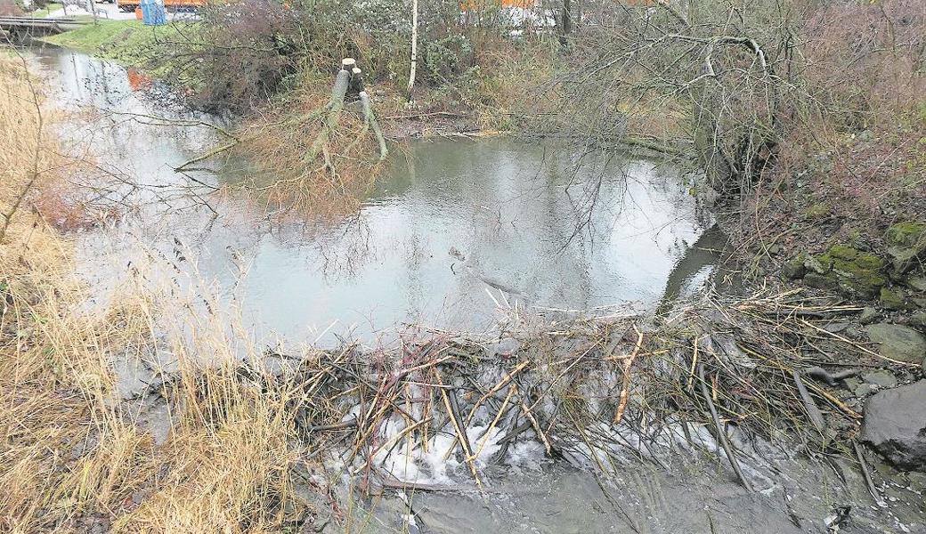 Weniger glücklich ist man bei der Gemeindeverwaltung mit dem Damm, den Biber an der Mündung des Seegrabens gebaut haben.
