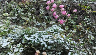 Erster Schnee auf dem Grün: Eben war doch noch Sommer?!