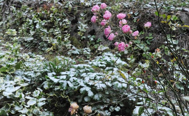 Erster Schnee auf dem Grün: Eben war doch noch Sommer?!