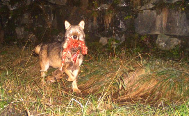 Der Kanton soll Wolfsrisse weiter veröffentlichen