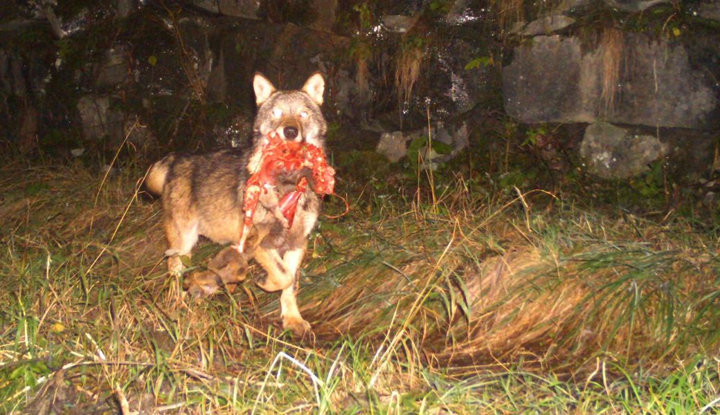 Im September ist im Bündnerland ein Wolf mit Teilen eines gerissenen Rehs in der Schnauze in eine Fotofalle getappt.