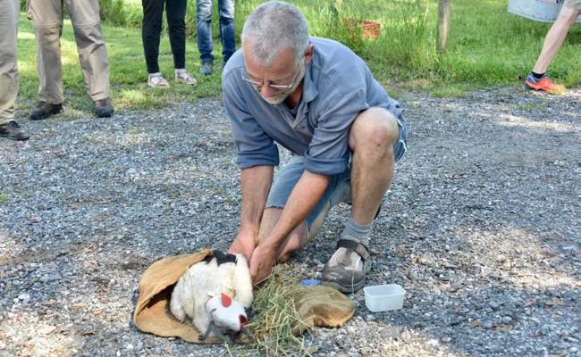 Viel Ausfall im oberen Rheintal