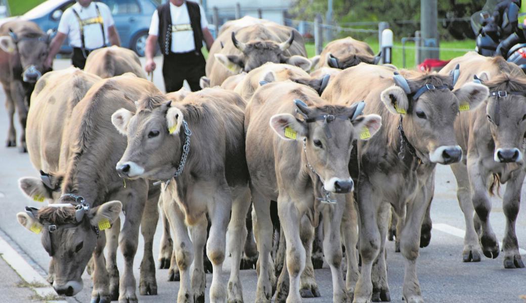 Die Rinder vom Diepoldsauer Schwamm müssen zwei Wochen früher als sonst ins Tal zurück.  