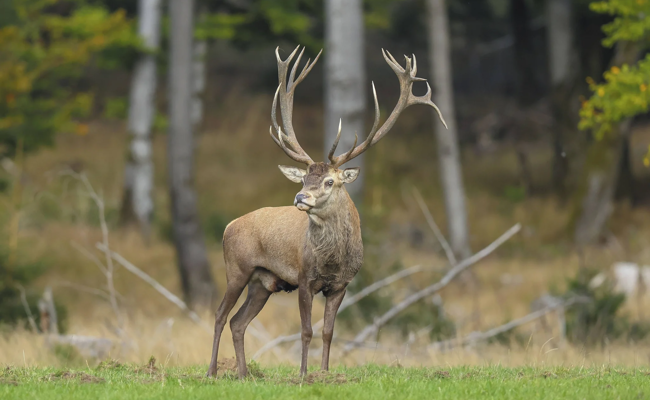 SVP-Kantonsräte fordern: Der Bestand der Hirsche soll gesenkt werden