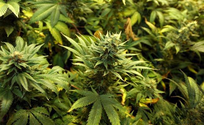 Hanfpflanzer müssen hinter Gitter