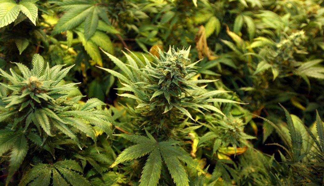 Marihuana im Wert von etwa 700000 Franken sollen die Betreiber der Altstätter Indoor-Hanfanlage angebaut und vertrieben haben.