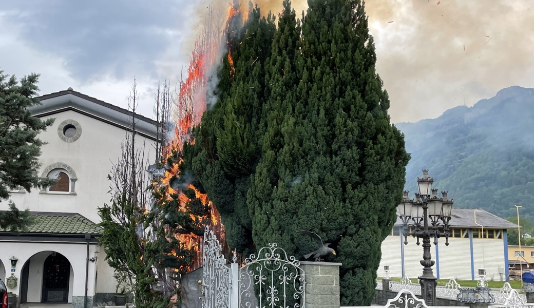 Unkraut verbrennen artete aus: Zwei Zypressen standen in Flammen