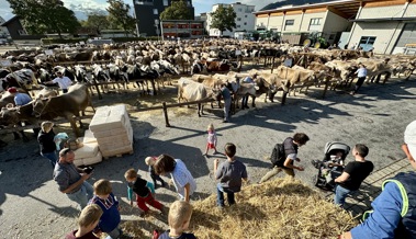 Das Vieh hat wieder den Gemeinde-Werkhof in Oberriet eingenommen
