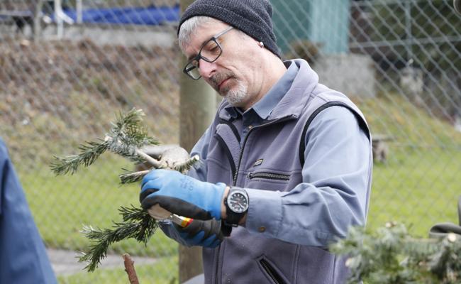 Ausgediente Christbäume sind jetzt «Beechüe»