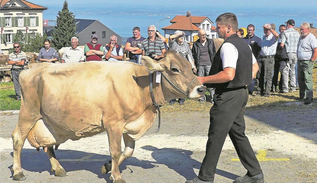 Begutachtet vom zahlreichen Publikum zeigten die stolzen Besitzer ihre schönsten Kühe.