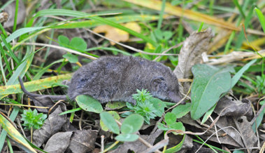 Der unerkannte Held der Natur: Spitzmäuse sind wichtig für die Biodiversität