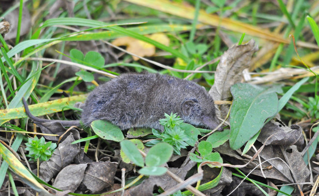 Der unerkannte Held der Natur: Spitzmäuse sind wichtig für die Biodiversität